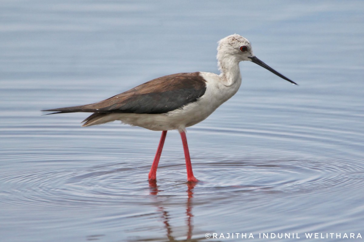 Recurvirostridae